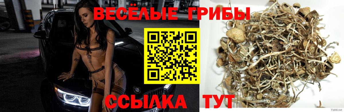 как найти закладки  Вход с VPN  Барнаул  Псилоцибиновые грибы GOLDEN TEACHER 